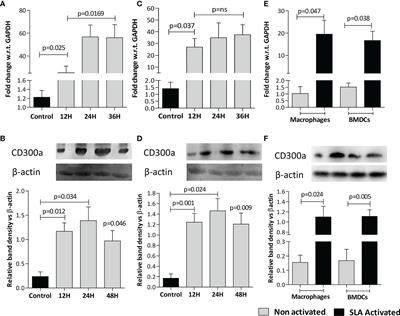 CD300a Receptor Blocking Enhances Early Clearance of Leishmania donovani From Its Mammalian Host Through Modulation of Effector Functions of Phagocytic and Antigen Experienced T Cells